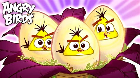 angry birds eggs|angry birds toons eggs.